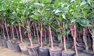湖北恩施土家族苗族自治州桂花树苗 桂花苗 桂花树苗批发价格 中国供应商