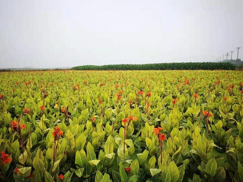 恭喜温州莲情水生花卉专业合作社入驻苗木通 专做精品水生植物