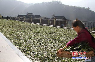 青钱柳秋茶香满黄桑