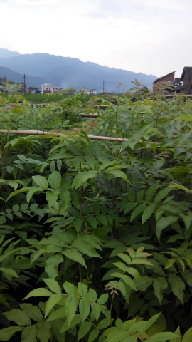 青钱柳苗_湖南省洞口县竹市稀优种苗繁育中心_湘蕾树形金银.
