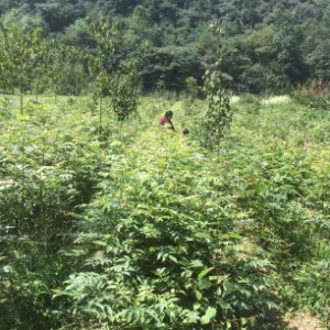 高40-100厘米 *柳苗 *柳小苗 青钱柳苗 青钱柳苗价格 青钱柳苗供应商