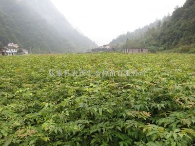 2017年供应青钱柳苗
