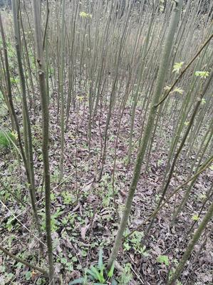 [青钱柳批发]湖南怀化靖州县青钱柳 3.00元/棵青钱柳苗 青钱 _ 一亩田