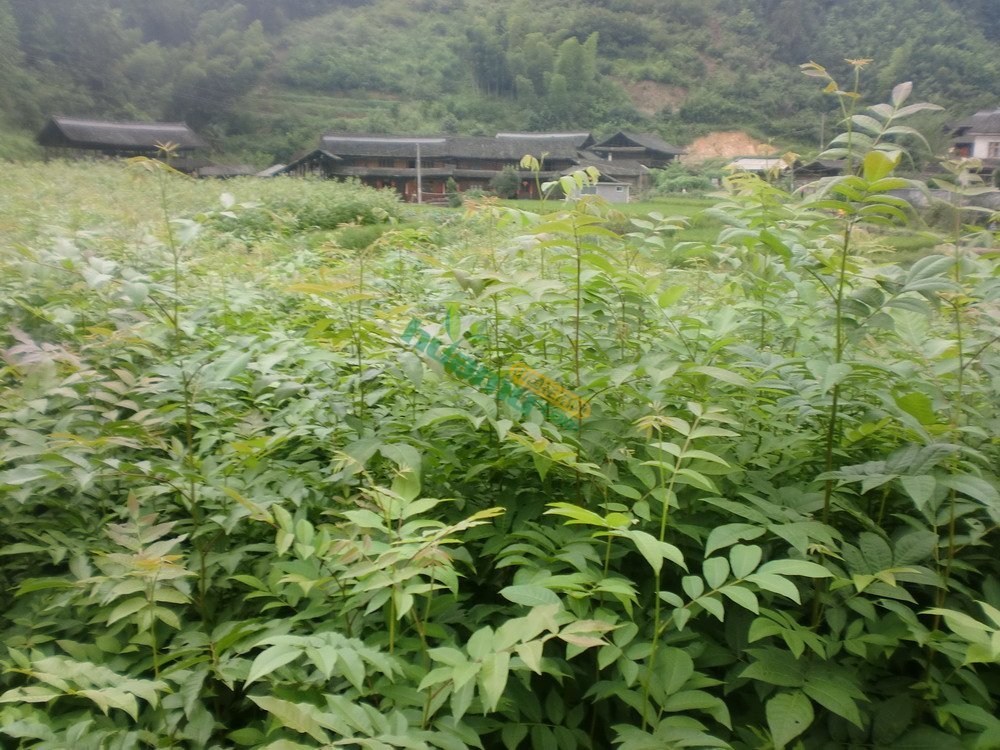 青钱柳苗 - 花木网